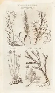 Corallines-Vesiculated, Tubular, Celliferous