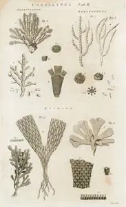 Corallines-Articulated, Keratophyta, Eschara