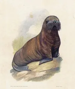 Seal