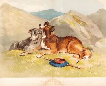 Shepherd's Dogs