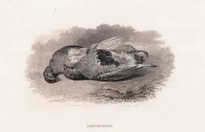 Partridges