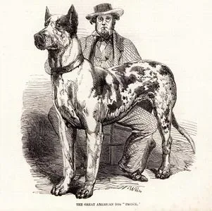 The Great American Dog "Prince"