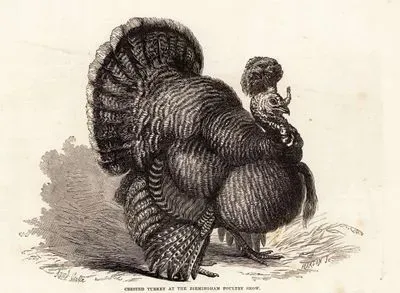 Crested Turkey At The Birmingham Poultry Show