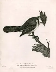 Lanius Jocosus, Lin.Syst.Nat.P.138.no.1- Jocose Shrike From China, Latham's Synopsis P.175