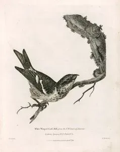 White Winged Cross Bill, From The N.W.Coast Of America -Latham's Synopsis Vol.3 P.108 No.2