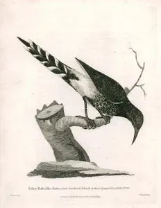 Yellow Tufted Bee Eater, From Sandwich Islands -Latham's Synopsis Vol.2 P. 683 No.18