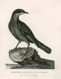 Patagonian Warbler, From Falklands islands- Latham's Synopsis Vol.4 P. 434 No. 26