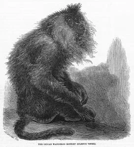 The indian Wanderoo Monkey (Silenus Veter)