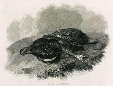 Red Grouse