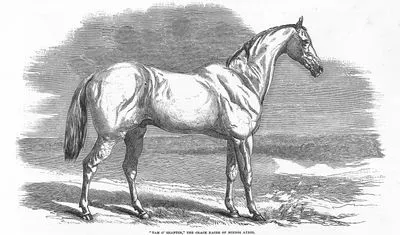 "Tam O'Shanter" The Crack Racer Of Buenos Ayres