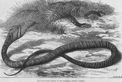 The Snake Eating Serpent in The Zoological Society's Garden