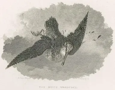 The Dying Woodcock