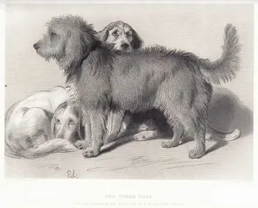 The Three Dogs