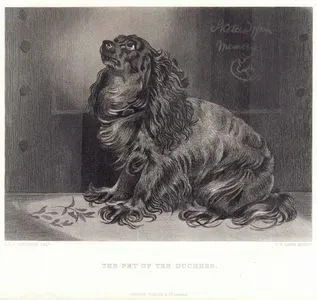 The Pet Of The Duchess