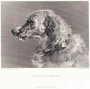 Head Of A Deerhound