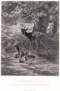 The Resting Place Of The Deer