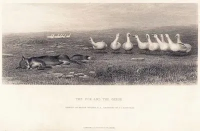 The Fox And The Geese