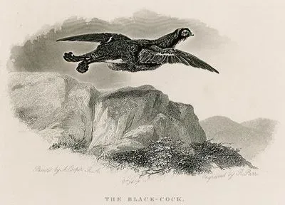 The Black-Cock