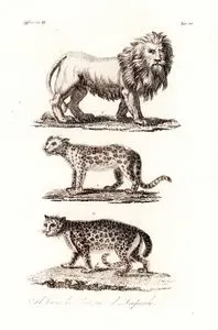 il Leone La Pantera il Leopard, Africa Vol.III. Tav.20. (Animals of Africa-Lion, Panther, Leopard)