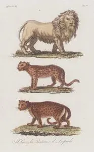 il Leone La Pantera il Leopard, Africa Vol.III. Tav.20. (Animals of Africa-Lion, Panther, Leopard)