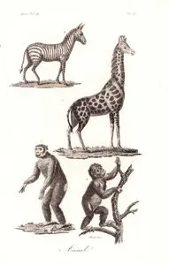 Animali, Africa Vol.III. Tav.21. (Animals of Africa-Zebra, Giraffe, Gorilla, Monkey)