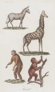 Animali, Africa Vol.III. Tav.21. (Animals of Africa-Zebra, Giraffe, Gorilla, Monkey)