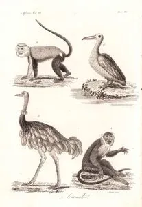 Animali, Africa Vol.III. Tav.40. (Animals of Africa)