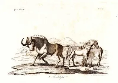 Antelopi, Africa Vol.IV. Tav.49. (Antelope-Black Wildebeest or White-Tailed Gnu)