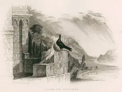 Carrier Pigeons