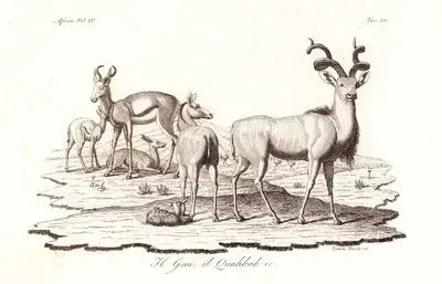 il Gnu il Zuahrar Ec., Africa Vol.IV. Tav.50. (Cuvier's Gazelle And Greater Kudu)