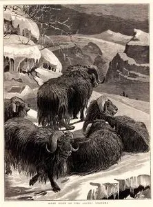 Musk Oxen Of The Arctic Regions