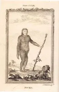 Jocko, Plate CCLII.