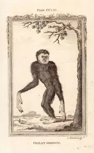 Great Gibbon, Plate CCLIII.