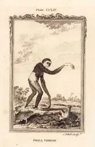 Small Gibbon, Plate CCLIV.