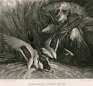 Springing A Wild Duck