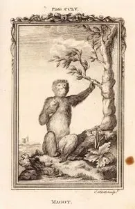 Magot, Plate CCLV.