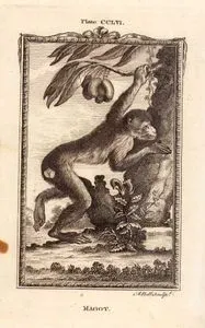 Magot, Plate CCLVI.