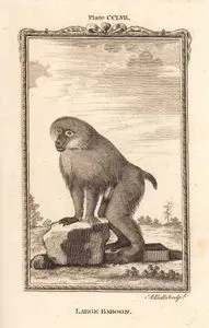 Large Baboon, Plate CCLVII.