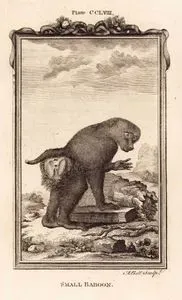 Small Baboon, Plate CCLVIII.