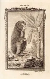 Mandrill, Plate CCLIX.