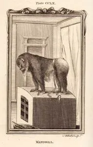 Mandrill, Plate CCLX.