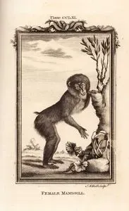 Female Mandrill, Plate CCLXI.