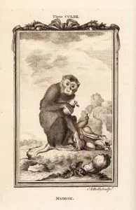 Maimon, Plate CCLXII.