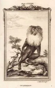 Ouanderou, Plate CCLXIII.