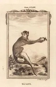 Macaque, Plate CCLXIV.