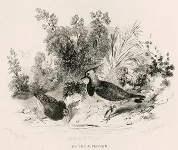 Ruffs & Plover