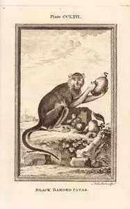 Black Banded Patas, Plate CCLXVI.