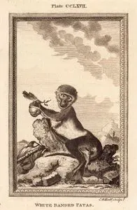 White Banded Patas, Plate CCLXVII.