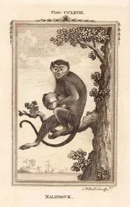 Malbrouk, Plate CCLXVIII.