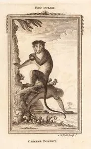 Chinese Bonnet, Plate CCLXIX.